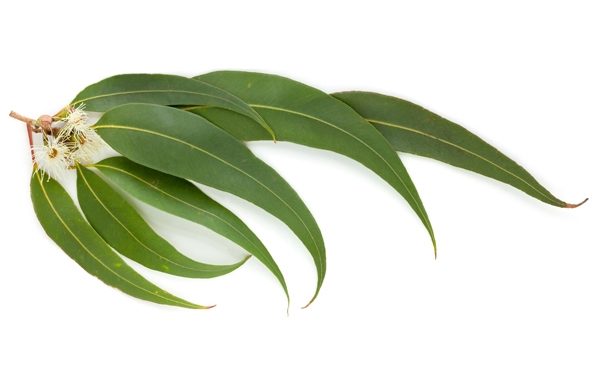 eucalyptus-globulus-6531514